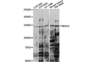 Western blot analysis of extracts of various cell lines, using HERC5 antibody (ABIN6291378) at 1:1000 dilution.