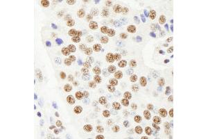 Immunohistochemistry (IHC) image for anti-Ras-Related GTP Binding A (RRAGA) (AA 544-594) antibody (ABIN7448966) (RRAGA antibody  (AA 544-594))