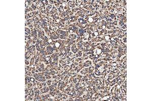 IHC analysis of SH2D4A using anti-SH2D4A antibody (ABIN7601695). (SH2D4A antibody  (AA 42-454))