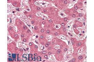 ABIN335116 (2µg/ml) staining of paraffin embedded Human Liver. (APOB antibody  (Internal Region))