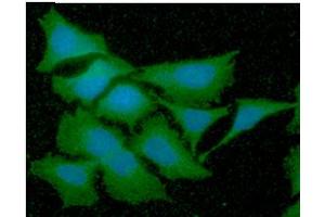ICC/IF analysis of GSTT2 in HeLa cells line, stained with DAPI (Blue) for nucleus staining and monoclonal anti-human GSTT2 antibody (1:100) with goat anti-mouse IgG-Alexa fluor 488 conjugate (Green). (GSTT2 antibody  (AA 1-244))