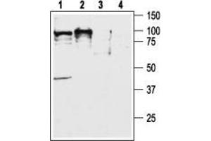 CD200R1 Antikörper  (C-Term, Intracellular)