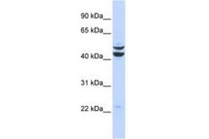 Image no. 1 for anti-PBX/knotted 1 Homeobox 2 (PKNOX2) (AA 251-300) antibody (ABIN6742871)
