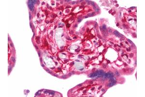 Anti-PVRL2 / CD112 antibody IHC staining of human placenta. (PVRL2 antibody  (AA 270-499))