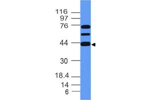 Image no. 1 for anti-Meis Homeobox 1 (MEIS1) (AA 163-352) antibody (ABIN5027352) (MEIS1 antibody  (AA 163-352))
