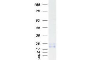 Validation with Western Blot (RAC3 Protein (Myc-DYKDDDDK Tag))