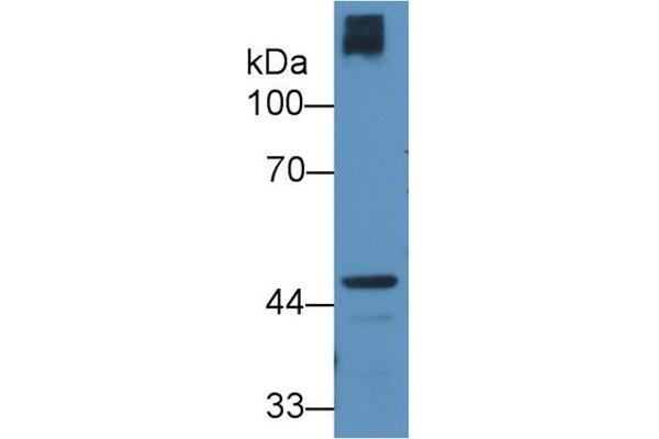 CRTAP anticorps  (AA 26-400)
