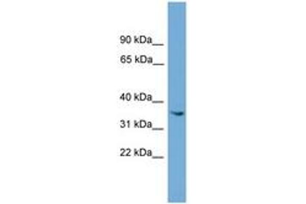ASB17 antibody  (AA 143-192)
