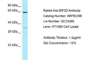 Western Blotting (WB) image for anti-Eukaryotic Translation Initiation Factor 3, Subunit D (EIF3D) (N-Term) antibody (ABIN2789125) (EIF3D antibody  (N-Term))