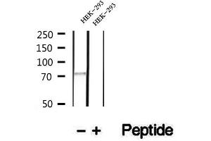 Western blot analysis of extracts of HEK-293 cells, using LGP2 antibody.