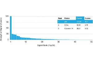 Analysis of Protein Array containing >19,000 full-length human proteins using p63 Mouse Monoclonal Antibody (TP63/1786) Z- and S- Score: The Z-score represents the strength of a signal that a monoclonal antibody (MAb) (in combination with a fluorescently-tagged anti-IgG secondary antibody) produces when binding to a particular protein on the HuProtTM array. (p63 antibody  (AA 3-106))