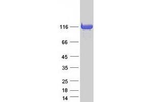 Validation with Western Blot (FHOD1 Protein (Myc-DYKDDDDK Tag))