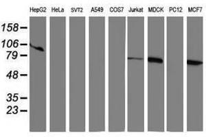 Image no. 1 for anti-Ribophorin 1 (RPN1) antibody (ABIN1500753) (RPN1 antibody)