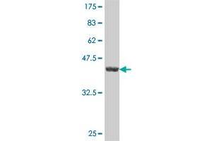 RND2 antibody  (AA 1-169)