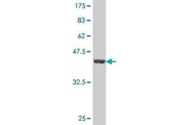 RND2 antibody  (AA 1-169)