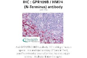 Image no. 1 for anti-Hydroxycarboxylic Acid Receptor 3 (HCAR3) (Extracellular Domain), (N-Term) antibody (ABIN1734901) (GPR109B antibody  (Extracellular Domain, N-Term))