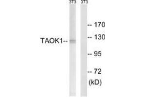 Western blot analysis of extracts from NIH-3T3 cells, using TAOK1 Antibody. (TAO Kinase 1 (TAOK1) (AA 431-480) antibody)