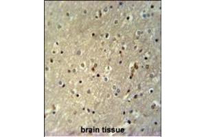 TTC26 Antibody (C-term) (ABIN651518 and ABIN2840274) immunohistochemistry analysis in formalin fixed and paraffin embedded human brain tissue followed by peroxidase conjugation of the secondary antibody and DAB staining. (TTC26 antibody  (C-Term))
