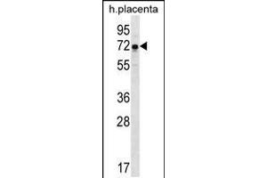 Western blot analysis in human placenta tissue lysates (35ug/lane). (GNE antibody  (N-Term))
