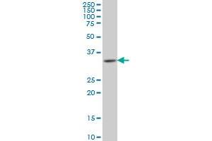 Homeobox A11 antibody  (AA 60-166)