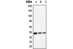 Western blot analysis of Dopamine Receptor D1 expression in HeLa (A), NIH3T3 (B), H9C2 (C) whole cell lysates.