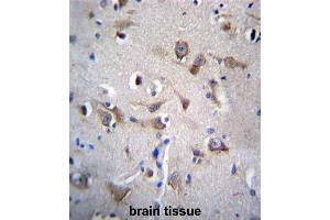 YIF1B Antibody (N-term) immunohistochemistry analysis in formalin fixed and paraffin embedded human brain tissue followed by peroxidase conjugation of the secondary antibody and DAB staining. (YIF1B antibody  (N-Term))