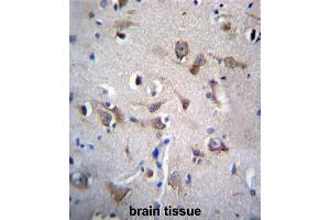 YIF1B Antibody (N-term) immunohistochemistry analysis in formalin fixed and paraffin embedded human brain tissue followed by peroxidase conjugation of the secondary antibody and DAB staining. (YIF1B antibody  (N-Term))