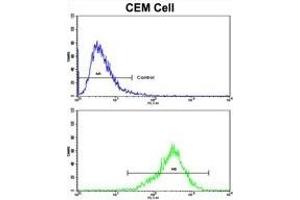Flow cytometric analysis of CEM cells using TGM4 Antibody (Center)(bottom histogram) compared to a negative control cell (top histogram). (TGM4 antibody  (AA 135-164))