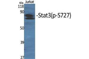 Western Blot (WB) analysis of specific cells using Phospho-Stat3 (S727) Polyclonal Antibody. (STAT3 antibody  (pSer727))