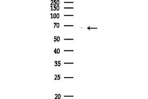 anti-Catenin, beta Like 1 (CTNNBL1) (N-Term) antibody