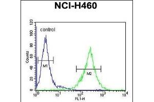 C2orf51 Antibody (Center) (ABIN655008 and ABIN2844643) flow cytometric analysis of NCI- cells (right histogram) compared to a negative control cell (left histogram). (TEX37 antibody  (AA 73-101))