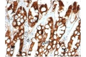 Formalin-fixed, paraffin-embedded feline (cat) small intestine stained with Ep-CAM Mouse Monoclonal Antibody (EGP40/1384). (EpCAM antibody  (Extracellular Domain))