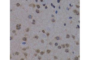 Immunohistochemistry of paraffin-embedded Mouse brain using POLR2L Polyclonal Antibody at dilution of 1:200 (40x lens). (POLR2L antibody)