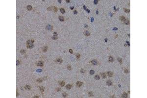 Immunohistochemistry of paraffin-embedded Mouse brain using POLR2L Polyclonal Antibody at dilution of 1:200 (40x lens). (POLR2L antibody)
