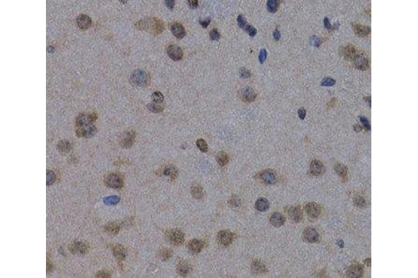 POLR2L antibody