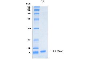 12% SDS-PAGE stained with Coomassie Blue (CB) and peptide fingerprinting by MALDI-TOF mass spectrometry (IL-8 Protein (AA 28-99))