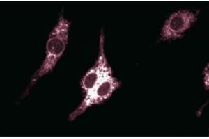 Immunofluorescent staining of Mouse Macrophages. (PTGS2 antibody  (AA 368-604))