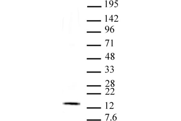 H2AFV antibody  (C-Term)