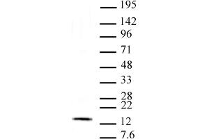 Histone H2Av antibody (mAb) tested by Western blot. (H2AFV antibody  (C-Term))