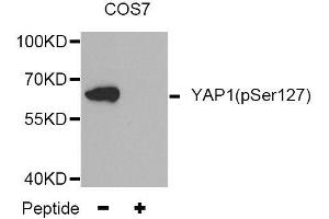 Western blot analysis of extracts from COS7 tissue,using Phospho-YAP1-S127 antibody (ABIN5969972). (YAP1 antibody  (pSer127))