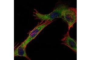 Immunofluorescence analysis of NIH/3T3 cells using HK1 antibody (green). (Hexokinase 1 antibody)