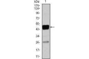 Western blot analysis using CEBPA antibody against THP-1 (1) cell lysate. (CEBPA antibody)