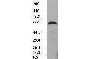 c-myc antibody (5G3) at 1:1000 with Hela cell lysate (c-MYC antibody)
