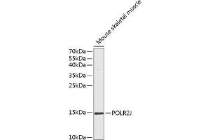 Western blot analysis of extracts of mouse skeletal muscle, using POLR2J antibody (ABIN6131055, ABIN6145928, ABIN6145929 and ABIN6217697) at 1:1000 dilution. (POLR2J antibody  (AA 1-117))