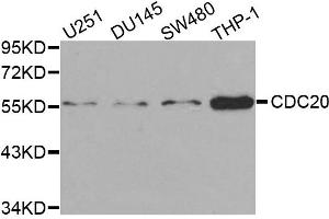 Western blot analysis of extracts of various cell lines, using CDC20 antibody. (CDC20 antibody)