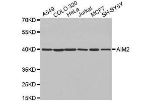 Western blot analysis of extracts of various cell lines, using AIM2 antibody. (AIM2 antibody  (AA 1-260))