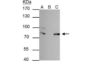 IP Image FUBP-1 antibody immunoprecipitates FUBP-1 protein in IP experiments. (FUBP1 antibody)