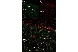 Expression of p75NTR in mouse hippocampus - Immunohistochemical staining of mouse frozen hippocampal sections using Anti-p75 NGF Receptor (intracellular) Antibody (ABIN7043348, ABIN7044763 and ABIN7044764) (1:200). (NGFR antibody  (Intracellular))