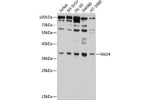 Western blot analysis of extracts of various cell lines, using MED4 antibody (ABIN6129668, ABIN6143705, ABIN6143707 and ABIN6224908) at 1:1000 dilution. (MED4 antibody  (AA 1-270))