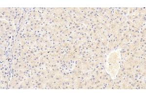Immunohistochemistry (IHC) image for anti-Fibrinogen beta Chain (FGB) (AA 45-491) antibody (ABIN7428047)